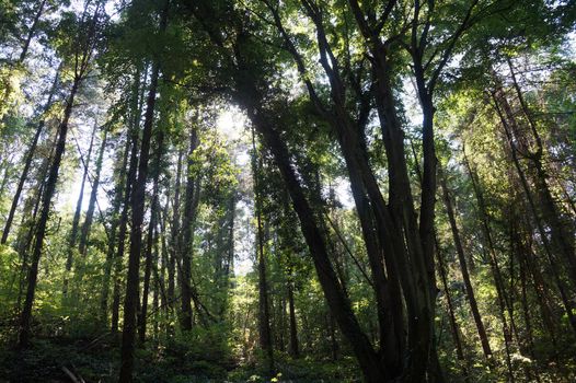 Dark rainforest with lianas. The sun's rays make their way through the trees.