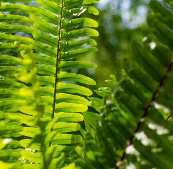 Fern leaves and sun rays . Natural background. The leaves of the plant. Copy Space