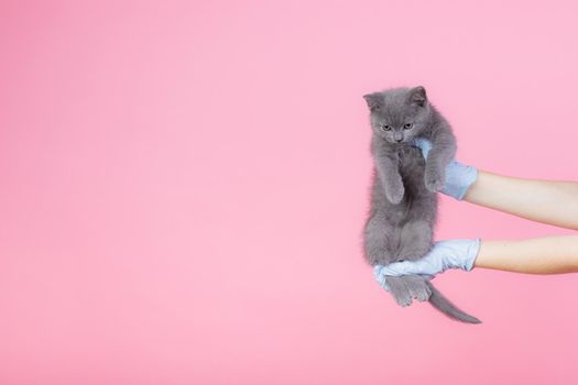 A grey British small kitten in a veterinary clinic and hands in blue gloves . Kat looks at the camera. Text space-medicine, pet, animals, vaccination and Allergy concept