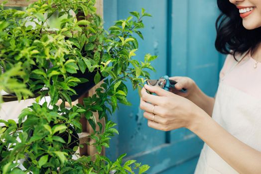 Young professional woman in apron cut green bush clippers in the garden