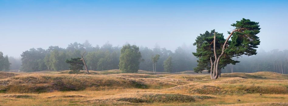 foggy summer morning shows silhouettes of pine trees on the moor between zeist and driebergen in dutch province of utrecht in the netherlands