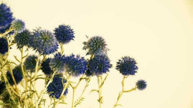 blue round flowers of thistle on light background, copy space