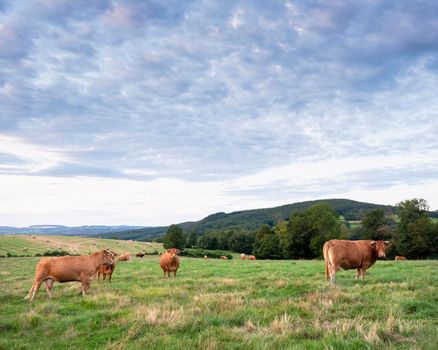 curious brown limousin cows graze in green grassy fields of french morvan countryside under cloudy sky in summer