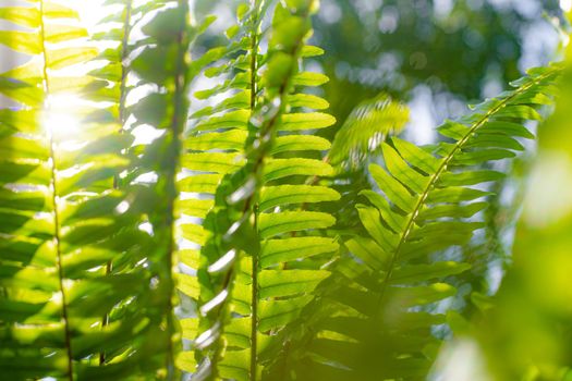Fern leaves and sun rays . Natural background. The leaves of the plant. Copy Space