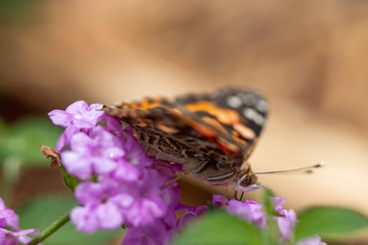 Close up Butterfly background interacting with a flower . High quality photo