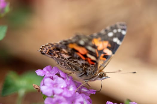 Close up Butterfly background interacting with a flower . High quality photo