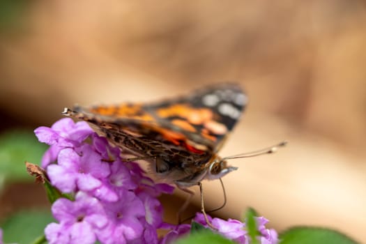 Close up Butterfly background interacting with a flower . High quality photo