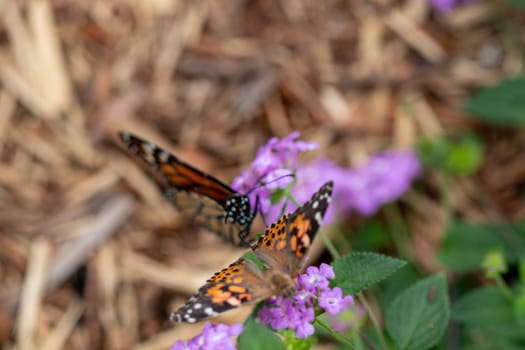 Close up Butterfly background interacting with a flower . High quality photo