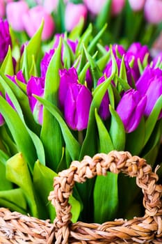 purple tulips in a box against a wall .