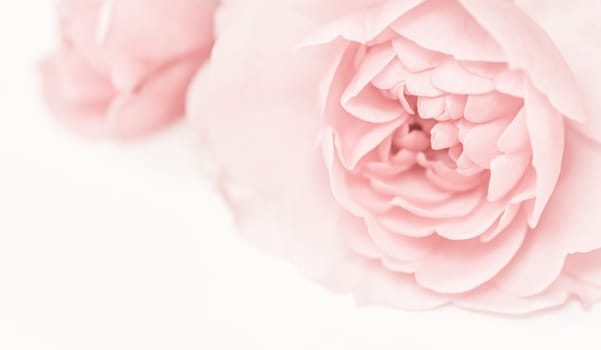 Pale pink rose flower isolated on white background. Soft focus. Macro flowers backdrop for holiday brand design