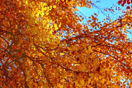 Autumn is one of the four temperate seasons. Outside the tropics, autumn marks the transition from summer to winter