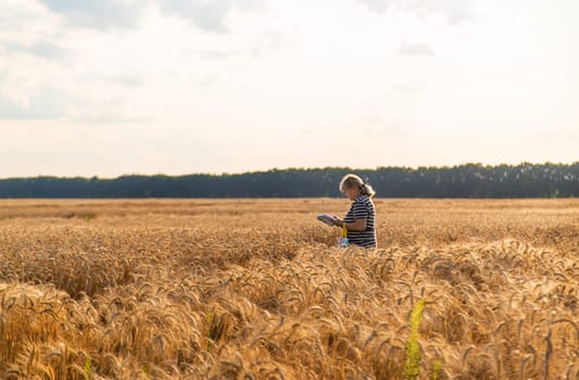 A farmer in a field of wheat checks. Selective focus. nature,