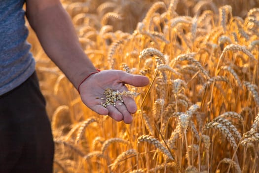 A farmer in a field of wheat checks. Selective focus. nature,