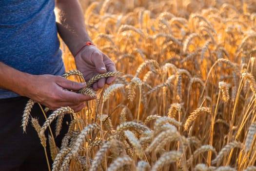 A farmer in a field of wheat checks. Selective focus. nature,