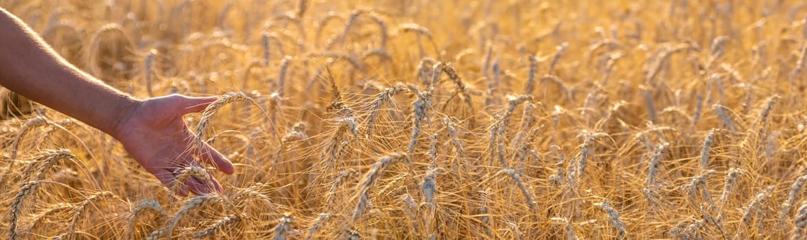 A farmer in a field of wheat checks. Selective focus. nature,