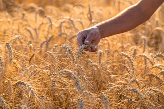 A farmer in a field of wheat checks. Selective focus. nature,