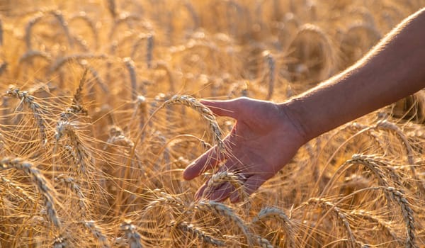 A farmer in a field of wheat checks. Selective focus. nature,