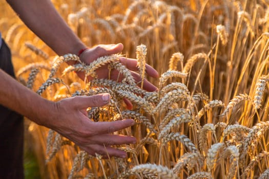 A farmer in a field of wheat checks. Selective focus. nature,