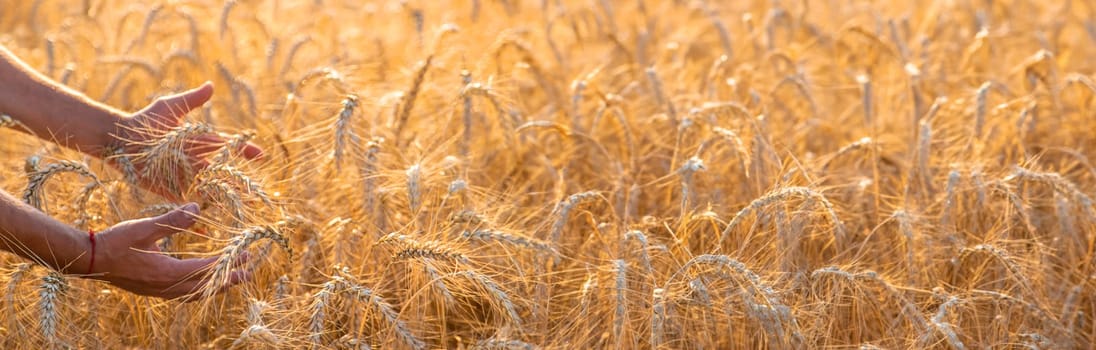 A farmer in a field of wheat checks. Selective focus. nature,