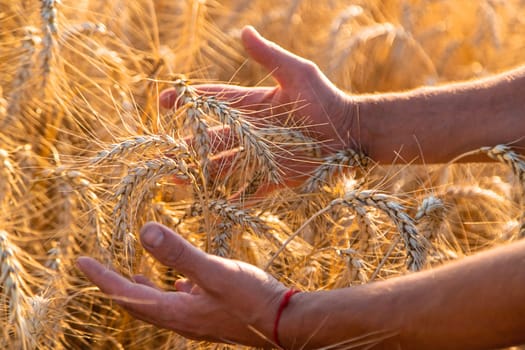 A farmer in a field of wheat checks. Selective focus. nature,