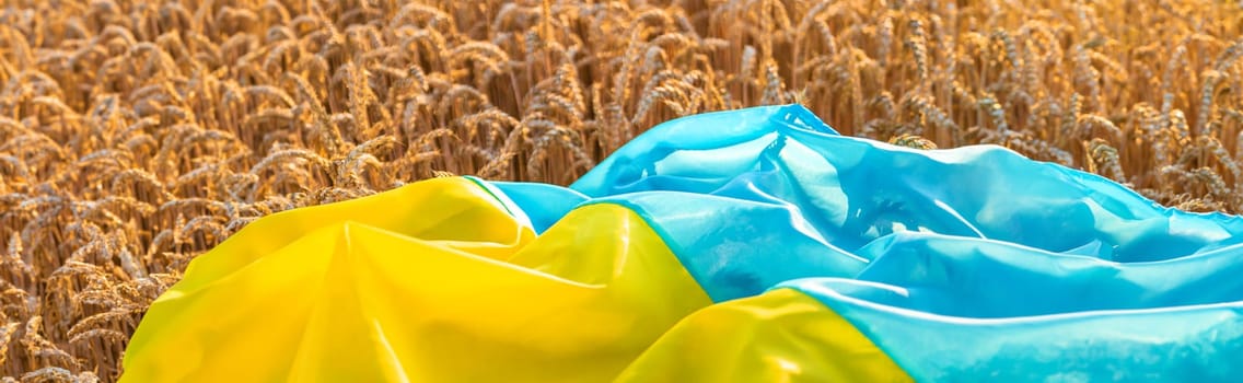 Flag of Ukraine in a wheat field. Selective focus. Nature.