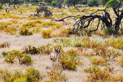 A springbok antelope backlit between grass and bushes in the savannah grassland of Etosha National Park in Namibia, Africa