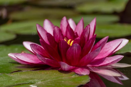 Pink lotus water lily flower in pond, waterlily with green leaves blooming.