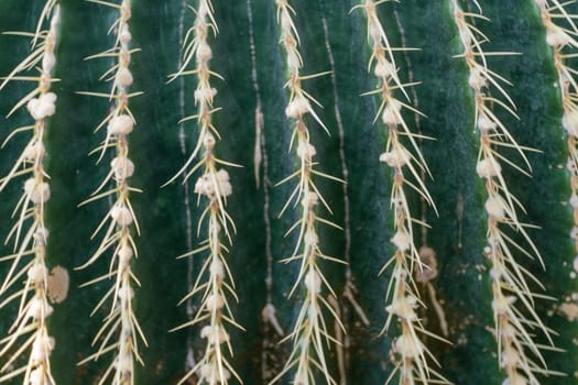 thorn cactus texture background, close up. Golden barrel cactus, golden ball or mother-in-law's cushion Echinocactus grusonii is a species of barrel cactus which is endemic to east-central Mexico.