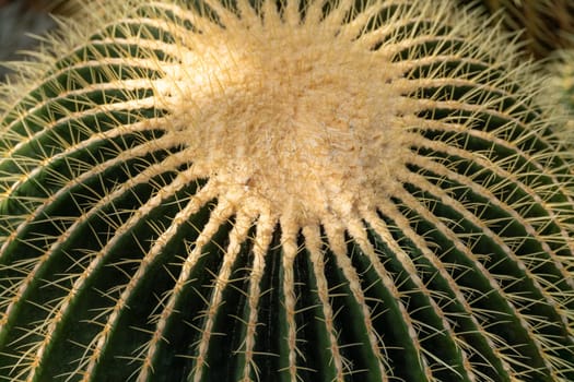 thorn cactus texture background, close up. Golden barrel cactus, golden ball or mother-in-law's cushion Echinocactus grusonii is a species of barrel cactus which is endemic to east-central Mexico.