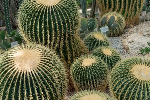 thorn cactus texture background, close up. Golden barrel cactus, golden ball or mother-in-law's cushion Echinocactus grusonii is a species of barrel cactus which is endemic to east-central Mexico.