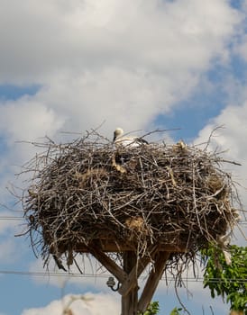 natural stork nest and baby stork lying in it,