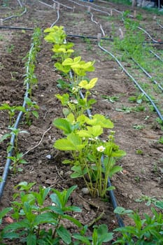 Yellowed strawberry plants, blossoming strawberry plants, because of iron deficiency,