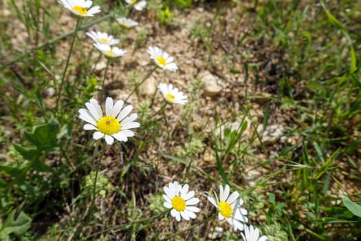 Medical chamomile plants grown in a natural environment, close -up of chamomile flowers in spring,