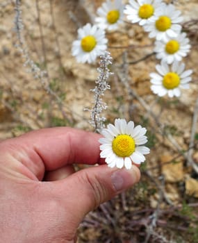 A person has a daisy flower in his hand, a person who touches chamomile flowers,