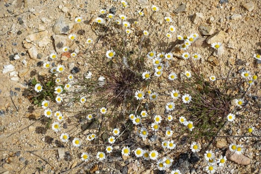 Natural chamomile flowers for chamomile tea,