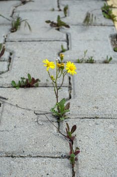 Different flowers, natural flowers that grow and grow among the Stones