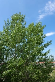 Poplar tree cotton causing allergies in humans, poplar tree cotton flying in the air,