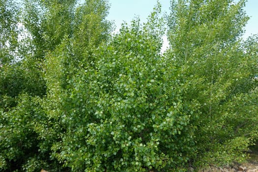 Poplar tree cotton, allergic cotton formed in poplar trees,