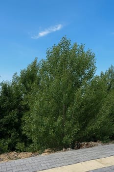 Poplar tree cotton, allergic cotton formed in poplar trees,