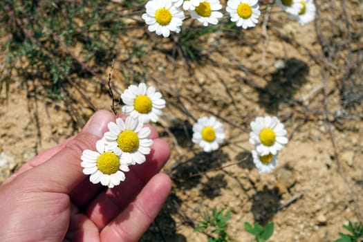 A person has a daisy flower in his hand, a person who breaks the leaves of chamomile flowers,