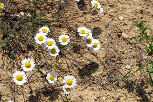 Natural chamomile flowers for chamomile tea,