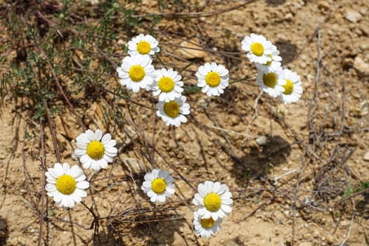 Natural chamomile flowers for chamomile tea,