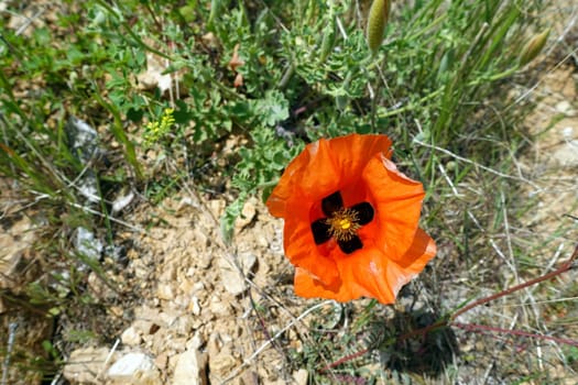 The newly blooming poppy flower in nature, a person touches the poppy flower,