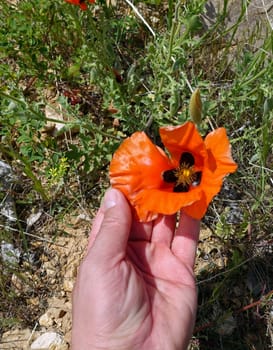 The newly blooming poppy flower in nature, a person touches the poppy flower,