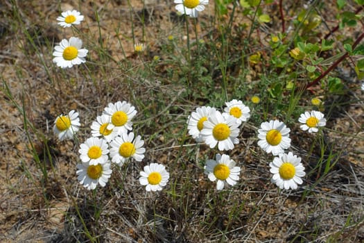 Medical chamomile plants grown in a natural environment, close -up of chamomile flowers in spring,