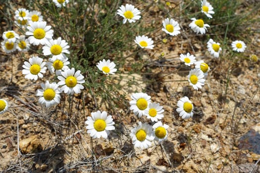 Medical chamomile plants grown in a natural environment, close -up of chamomile flowers in spring,