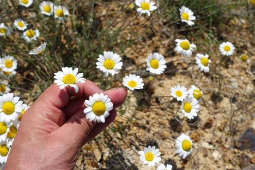 A person has a daisy flower in his hand, a person who touches chamomile flowers,