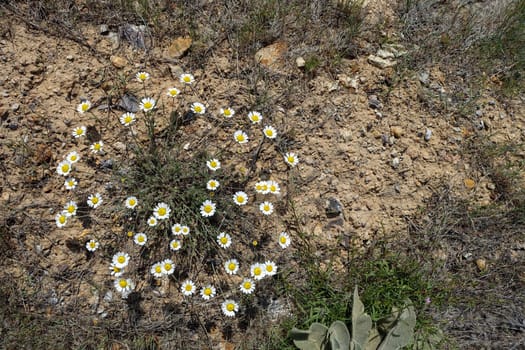 Medical chamomile plants grown in a natural environment, close -up of chamomile flowers in spring,