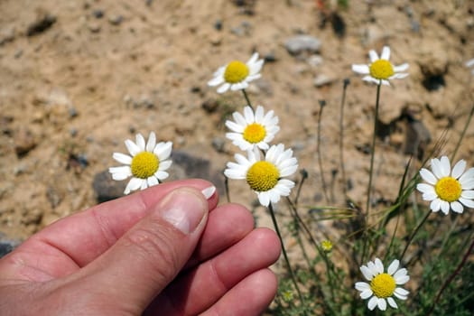 A person has a daisy flower in his hand, a person who touches chamomile flowers,