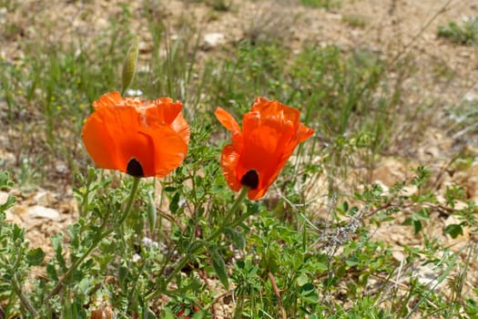 Poppy flowers, new blooming in nature, red -black poppy flowers,